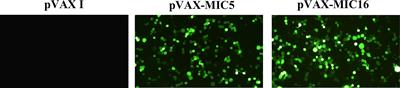 Protective Immunity Induced by TgMIC5 and TgMIC16 <mark class="highlighted">DNA Vaccines</mark> Against Toxoplasmosis